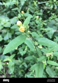 Image result for Sida spinosa