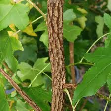 We did not find results for: Liquidambar Styraciflua Sweet Gum Tree American Red Gum