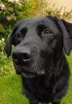 Labrador Retriever (Lab) Puppies For Sale - AKC PuppyFinder