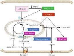 Losses due to premature deaths due to these ncds are also projected to increase over the years. Moa Metformin For Type 2 Diabetes Metformin Targets Hepatocytes And Download Scientific Diagram