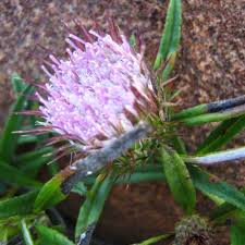 Image result for Dicoma