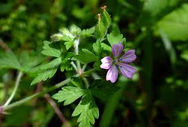 Image result for Geraniaceae