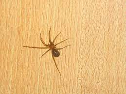 Spinnen verfügen über spinnentoxine, die sie eigentlich zum beuteerwerb nutzen, wobei in fast allen fällen andere arthropoden die beute sind. Loxosceles Laeta Wikipedia