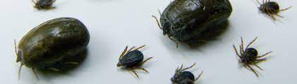 Mar 22, 2018 · ticks have been documented transmitting a wide range of protozoan, bacterial, viral, and fungal pathogens to humans, pets, and livestock. Ticks And Disease Uf Ifas Extension