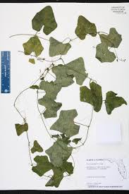 Image result for Coccinia subglabra