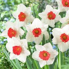 Daffodil Bulbs Decoy Daffodil Bulbs Bulb Flowers Daffodils