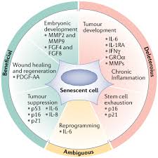 Cellular senescence in ageing: from mechanisms to therapeutic  opportunities. - Abstract - Europe PMC