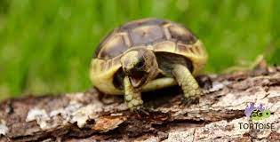 Greek Tortoise Care Sheet Greek Tortoise Information Sheet Ibera Golden