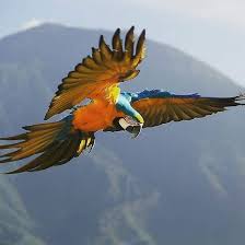 Birds On The Bat Twitter Pin On Animal Kingdom