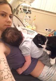 kedi hamile annenin karnindan bir turlu inmek istemiyor kadin nedenini ogrenince bakin nasil sasiriyor cok tatli