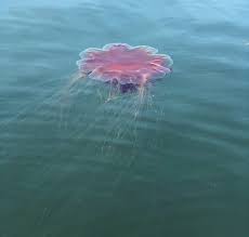 The image of the giant lion's mane jellyfish being confronted by a single (very small) diver is a viral phenomenon almost eight years in the making. Giant Jellyfish Keep Scientists Guessing The Provincetown Independent