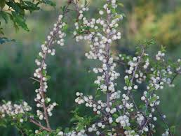 Image result for Baissea viridiflora