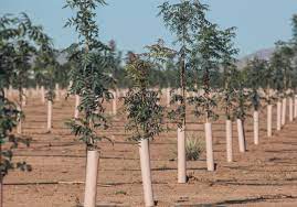 The first is the species of tree that you choose to grow, and how fast that particular species grows. What Does It Take To Grow Pistachio Trees Heart Of The Desert