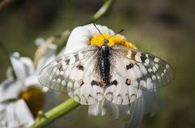 Image result for Parnassius apollo