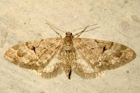 Image result for Eupithecia lanceata