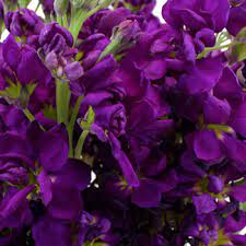 Flowers images purple flowers hd wallpaper and background. Stock Midnight Purple Flower