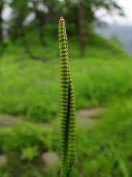Image result for Ophioglossum gomezianum