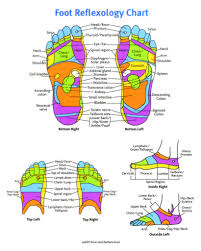 Reflexology Chart Foot Reflexology Chart Hand Reflexology