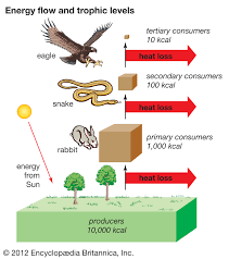 Trophic Level Definition Examples Facts Britannica