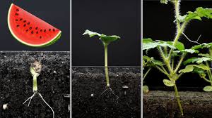 We did not find results for: Stages Of Watermelon Plant Growth Pictures Tips Along The Way The Pool Gardener