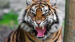Animaldose On Twitter Tiger Roaring Tiger Pictures Tiger Images