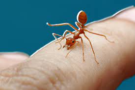 If you live in a region with fire ants, you already know that these pests fire ants generally swarm their victims, causing multiple simultaneous stings. Ant Bites Symptoms Prevention Treatment Health Com