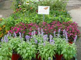 Check spelling or type a new query. Gardening With Texas Tough Perennials Covingtons