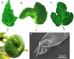 Fig mosaic is rather common with fig trees. First Report Of Fig Mosaic Virus Infecting Common Fig Ficus Carica In Japan Springerlink