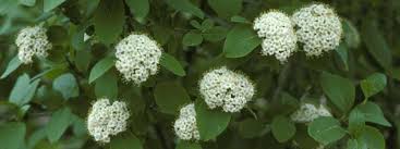 Greggii has been bred for flowers in a. Shrubs Minnesota Hardy
