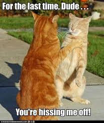 Hissing Me Off Cats Catfight Cat Site