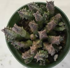 Image result for Huernia thuretii