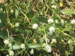 Image result for Gomphrena celosioides