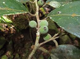 Image result for Drypetes