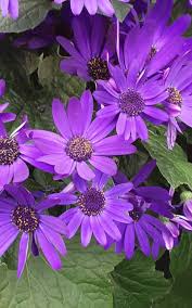 Image result for Pericallis
