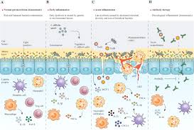 Image result for Clostridioides difficile