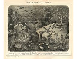 Pin Op Naturalis Unlimited Wallpaper Wallcloths Pillows Art Prints