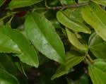 Image result for Salacia madagascariensis