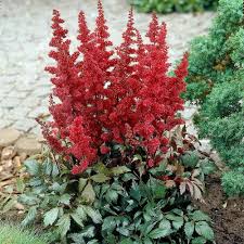 If a plant must be moved or has outgrown its space, or if you want to make more plants from the original mother plant, do so in early spring or late fall. Astilbe X Arendsii Fanal White Flower Farm
