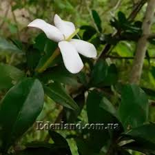 Image result for Hyperacanthus amoenus