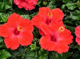 Image result for Hibiscus noldeae