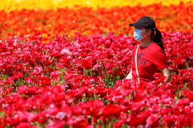 A lot of these wildflower fields are a moderate drive from the center of los angeles, so be sure to take some things with you! In Photos Colorful Flower Fields Of Carlsbad California Daily Sabah