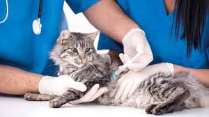 Welcome to the small animal clinic at the uc davis veterinary medical teaching hospital. Despite Poverty And Tight Conditions Jordanians Do Not Hold Back Their Pets Teller Report