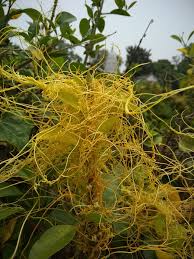 Image result for Rotheca reflexa