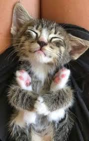Pin By Bedia Ky On Katzen U Raubkatzen Cute Baby Cats Cute Cats Cute Cats And Kittens