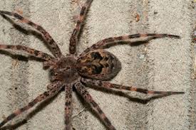 Since the spiders live up to three years, it is difficult to tell when or why a population boom might have. Fishing Spider Dolomedes Tenebrosus Bugguide Net