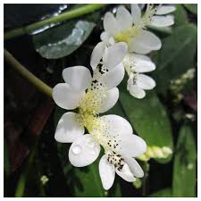 Image result for Aponogeton rehmannii