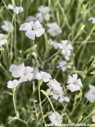 Image result for Agrostemma githago