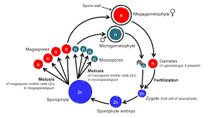 Interphase is the period between cell divisions and it is the preparatory phase before mitosis. The Land Plant Life Cycle Digital Atlas Of Ancient Life
