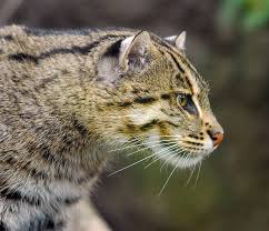 Look at my profile picture, who would want to kill such a cute little thing? Fishing Cat Cat Breeds Cats Wild Cat Species