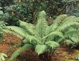 Image result for Dryopteris antarctica